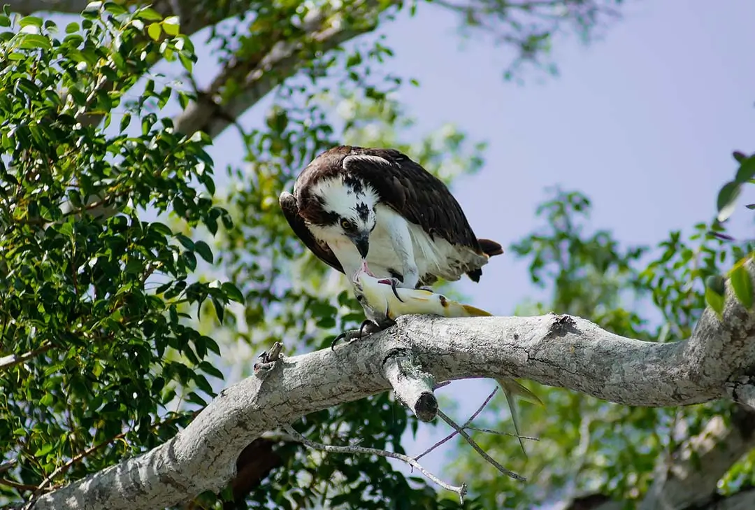 Osprey